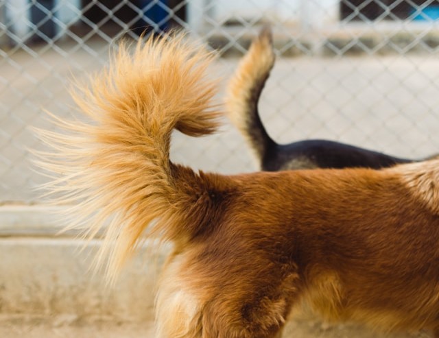 5-cosas-que-no-sabes-de-los-perros