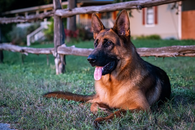 las-10-razas-de-perro-ms-bonitas