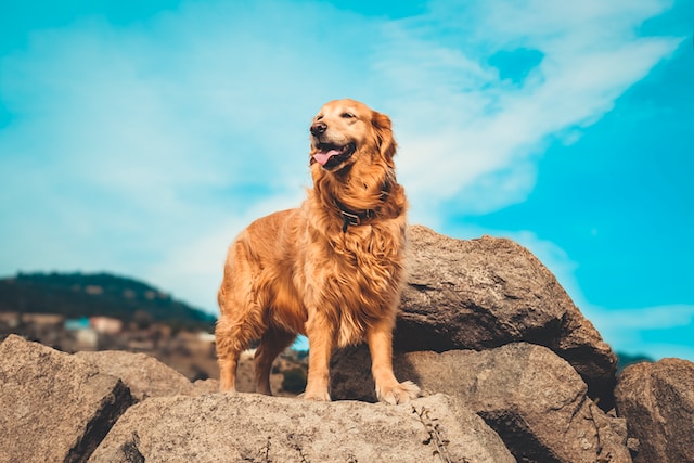 las-10-razas-de-perro-ms-bonitas