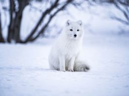 5-animales-amenazados